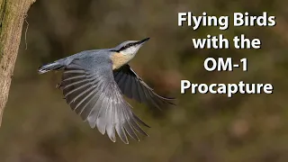 Birds in flight with the OM-1 and Procapture