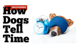 Uncover the Secret: How Dogs Tell Time!