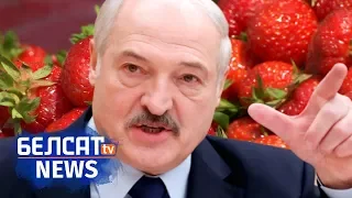 Лукашэнка разабраўся з трускаўкамі. Навіны за 18 чэрвеня | Лукашенко разобрался с клубникой