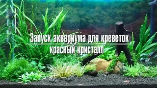 Запуск аквариума для креветок красный кристалл