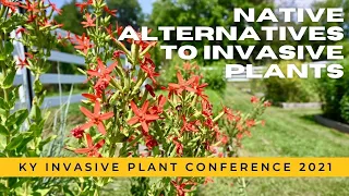 Native Alternatives to Invasive Plants