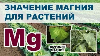 Применение магния и его значение