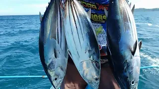 3 GIANT SKIPJACK TUNA NAHULI SA MAAKSYONG PANGINGISDA