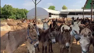 Donkey chorus at the Sanctuary