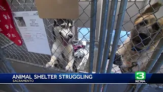 Front Street Animal Shelter needs help finding dogs home | Adoption fees waived