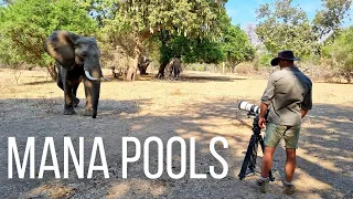 Zimbabwe's Famous Wildlife | Mana Pools National Park