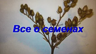 ДНЕВНИК ТАБАКОВОДА № 54 ( 28.09. Все о семенах табака ( извлечение , обработка , хранение ) ТАБАК