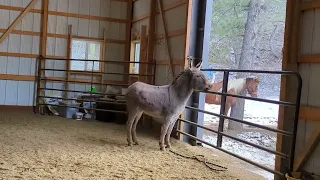 Hennessy Opening A Gate with His Head