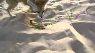 How the Fox eats Scorpion