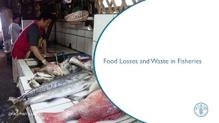 Food Losses and Waste in Fisheries