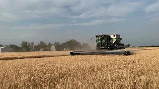 Combining wheat with Gleaner L3 in 2021