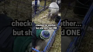#shorts | BROTHER FROM ANOTHER MOTHER??👩‍👦‍👦 ... a foster success story!! | Winter Lambing