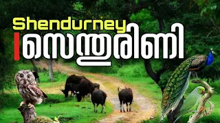 Night Stay inside Deep forest | Shenduruni | Idimuzhanganpara