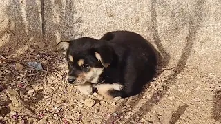 Two Dogs Live On The Street And Survive By Eating Garbage. Xiaole Takes Them Home