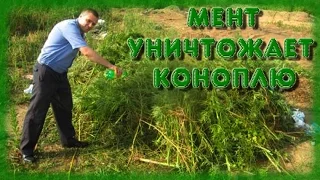 Мент поджигает коноплю. Смотреть всем - ржач до слёз.