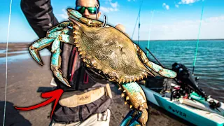 what happens when you use WHOLE BLUECRAB FOR BAIT?