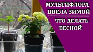 Хризантема мультифлора  Что делать, если укорененная хризантема зацвела зимой