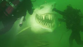 they found the world's biggest shark..