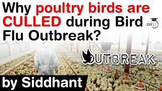 Bird Flu Outbreak 2021 - Why poultry birds are culled during bird flu outbreak? #UPSC #IAS