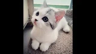 Cute Kittens videos - Cute KITTEN Compilation 2018