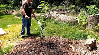 PLANTING BING CHERRY TREE USING WOODCHIPS METHOD
