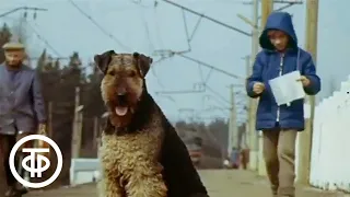 Трудное знакомство. В роли главных героев - три собаки. Жизнь и приключения четырех друзей (1980)