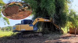 157 Escavadeira hidráulica arrancando Moita de bambu!