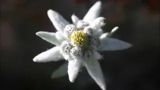 Edelweiss for Cello 小白花/雪絨花