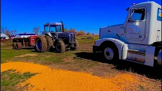 Spilling Corn and Gettin Stuck | Harvest 2020 Rolls on