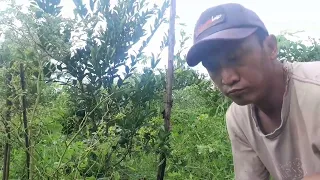 bersihin kebun di tinggal ke bali satu bulan jadi kayak hutan