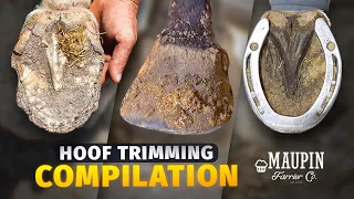 4K FARRIER ASMR | COMPILATION OF SATISFYING HORSE HOOF TRIMMING