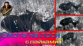 Охота на лося с лайками.#Hunt for moose with laikies#