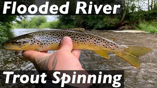 Wild Brown Trout Spinning on a Flooded River