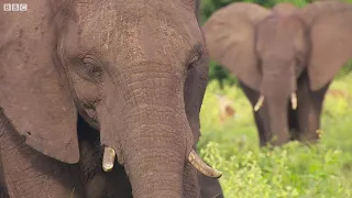 Is the elephant's 'last sanctuary' in Africa under threat? - BBC What's New?