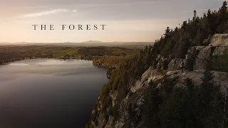 The Forest - A CINEMATIC FILM - Sony A7III