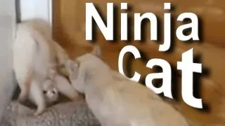 NINJA CAT - PAROLE DE CHAT