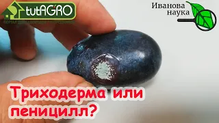 НАУЧНАЯ ПЯТНИЦА. Триходерма или пеницилл? Разбираемся компетентно!