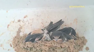 House Martin Swallow nest - Part 8 - Ready to leave