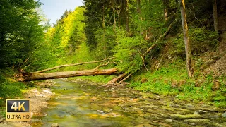 Bird Songs and River Sounds - Carpathian Forest - Forest River Nature Sounds