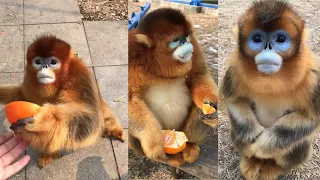 Golden Monkeys: Their Habitat and Behavior