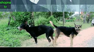 Thai street Dogs Meeting Enjoy a season by rural dog Shopna