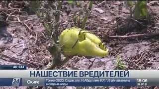 Гусеницы уничтожают урожай актюбинских фермеров