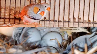 My Zebra Finch Breeding | Eggs laying to eggs hatching full breed beautiful bird lovely voice #short