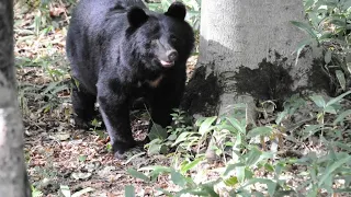 Japan contends with record number of bear attacks amid rural depopulation