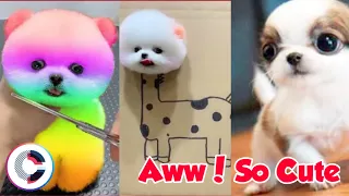 Funny and Cute Dog Pomeranian | Most Famous Pomeranian TikTok Compilation 2021|C - Series #2 episode