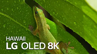 LG OLED 8K : HAWAII 8K HDR 60fps | LG