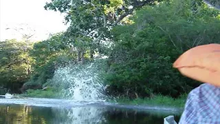 Jaguar jumps from +25ft tree!