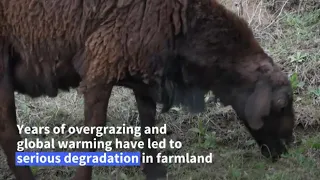 The giant sheep helping Tajikistan weather climate change and meat shortages
