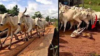 CACHORRO ATACA BEZERRO! DEU RUIM 😰