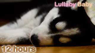 ☆ 12 HOURS ☆ Puppy Sleeping Music ♫ RELAXING MUSIC ☆ Peaceful sleep music for dogs, pets REAL HARP ♫
